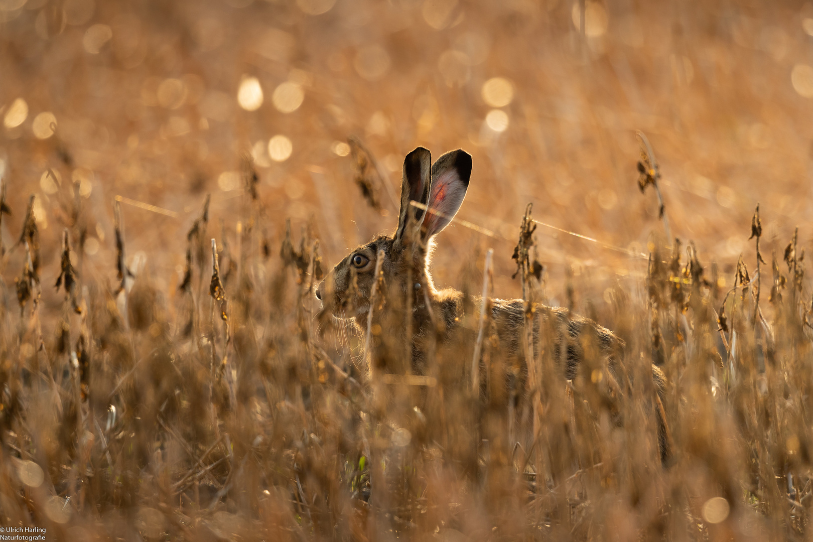 Hase im Gegenlicht