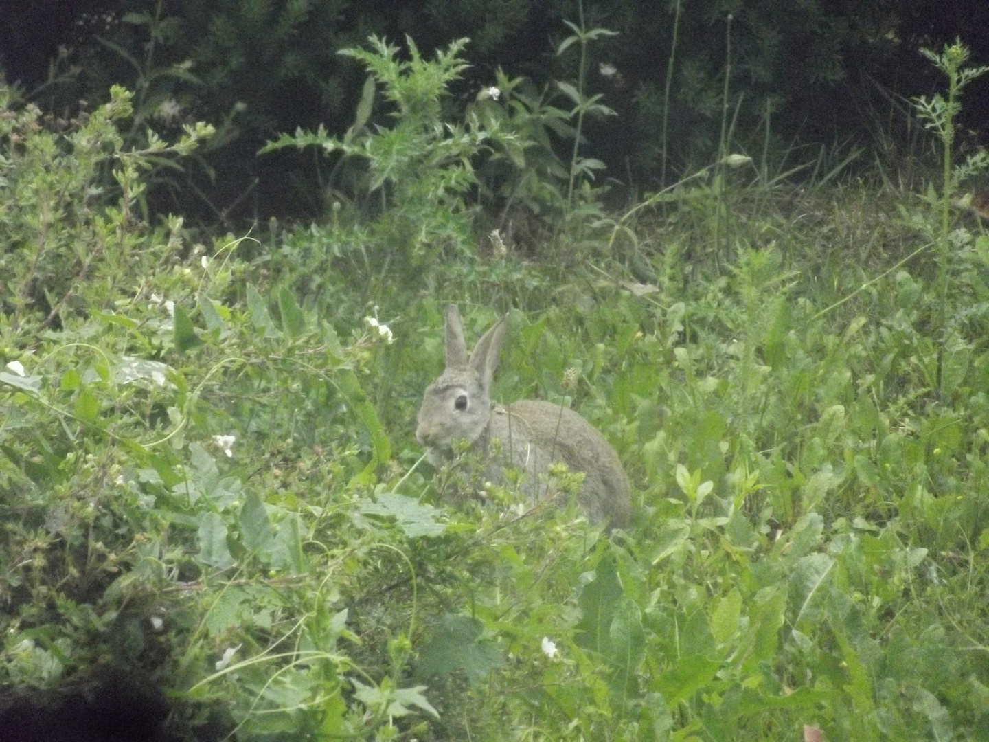 Hase im Gras