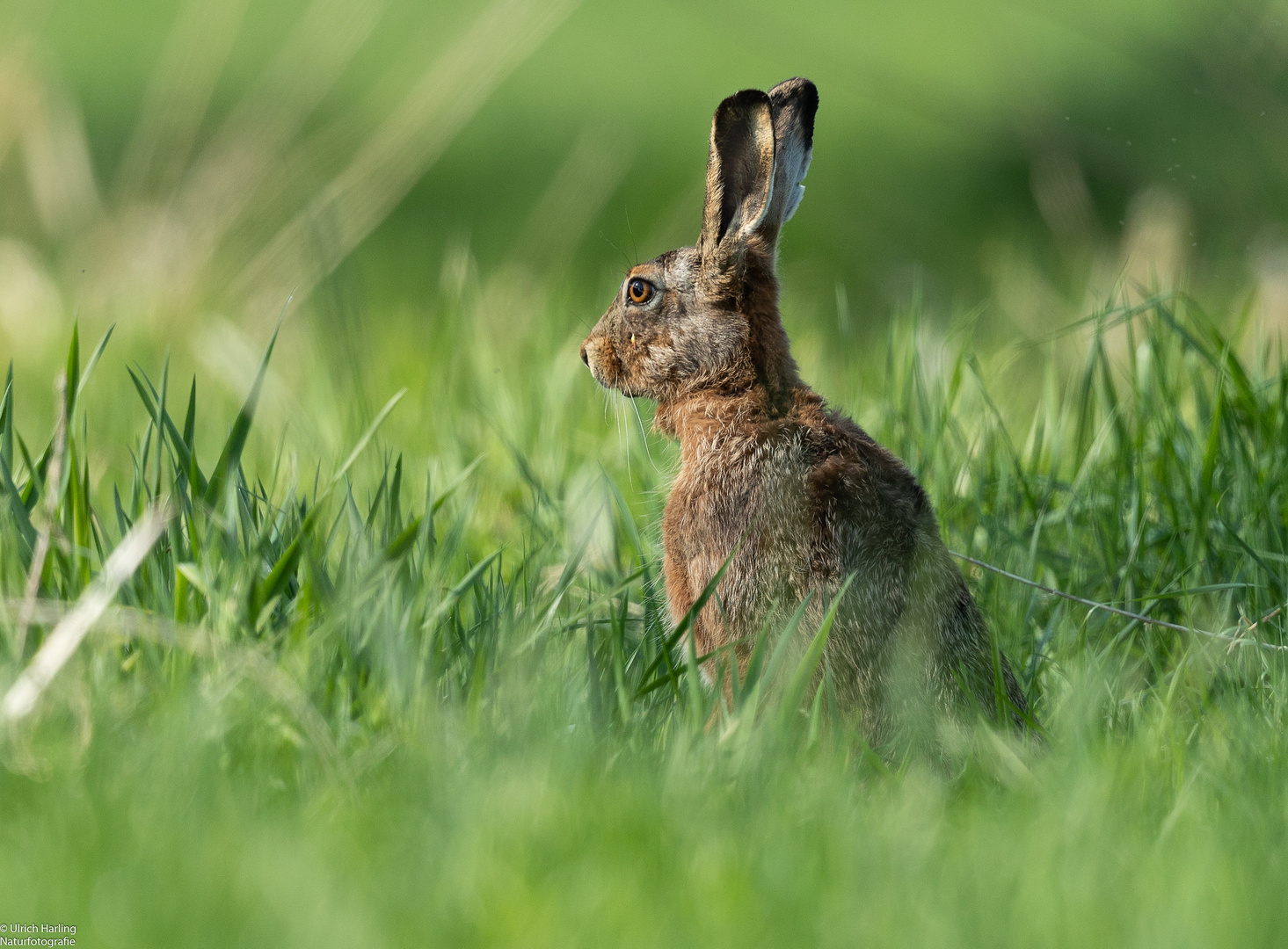 Hase im Gras