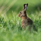 Hase im Gras