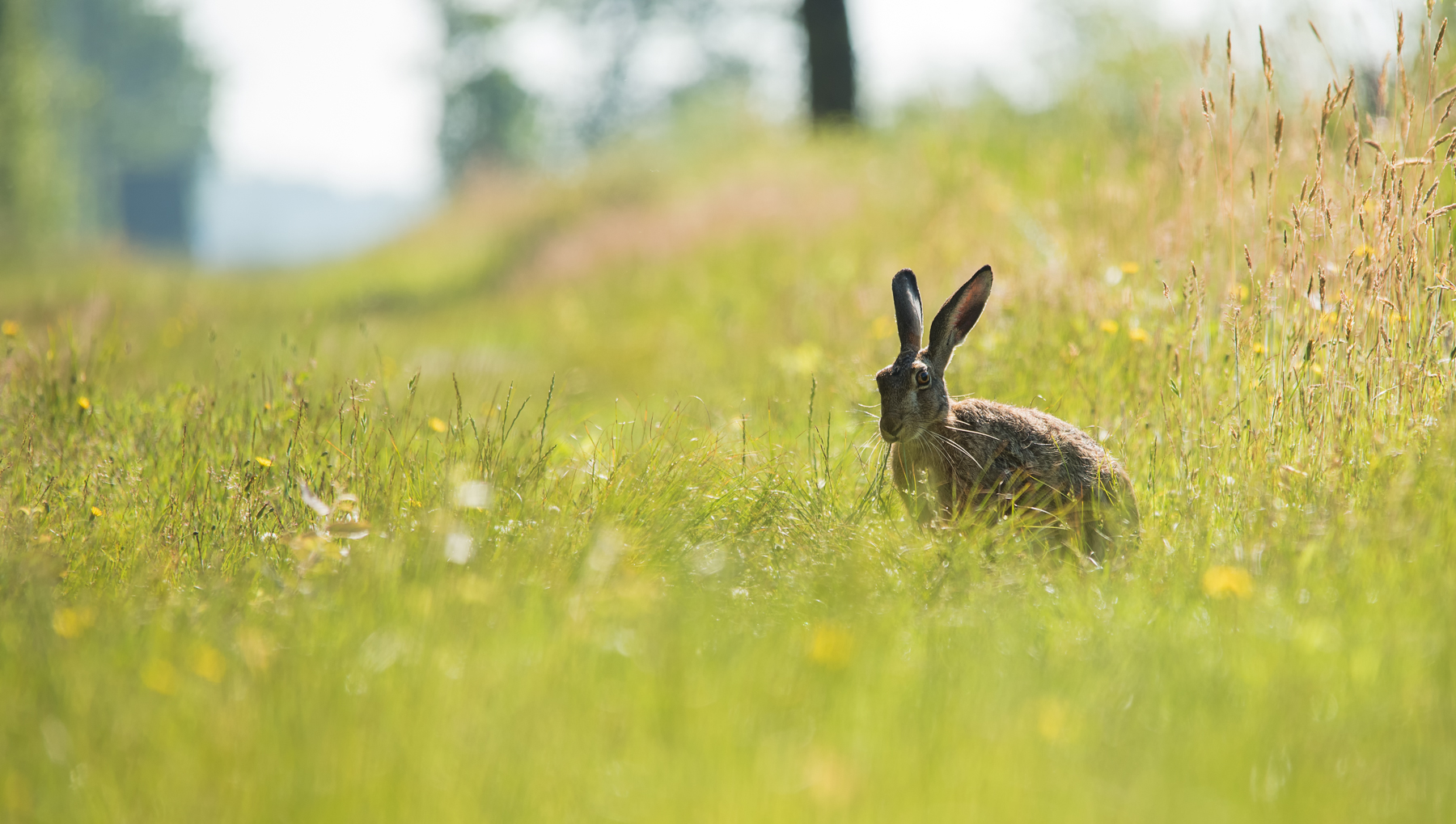 Hase im Gras