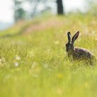 Hase im Gras