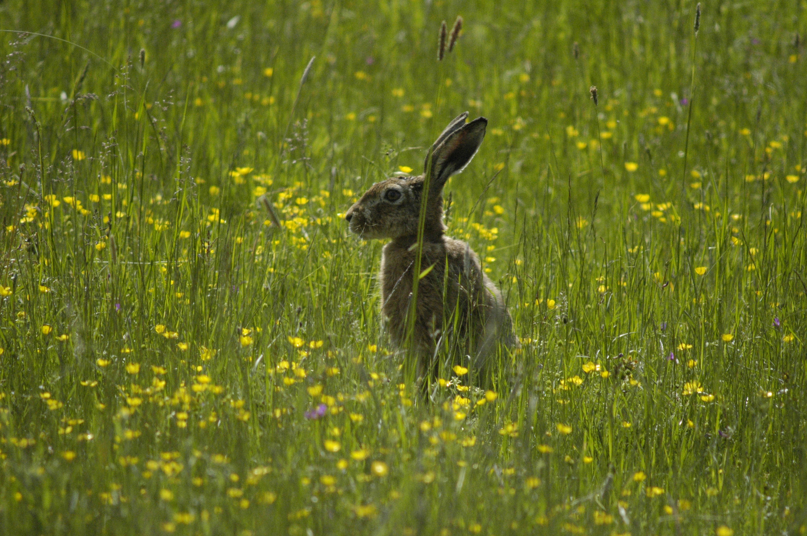 Hase im Gras