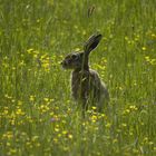 Hase im Gras