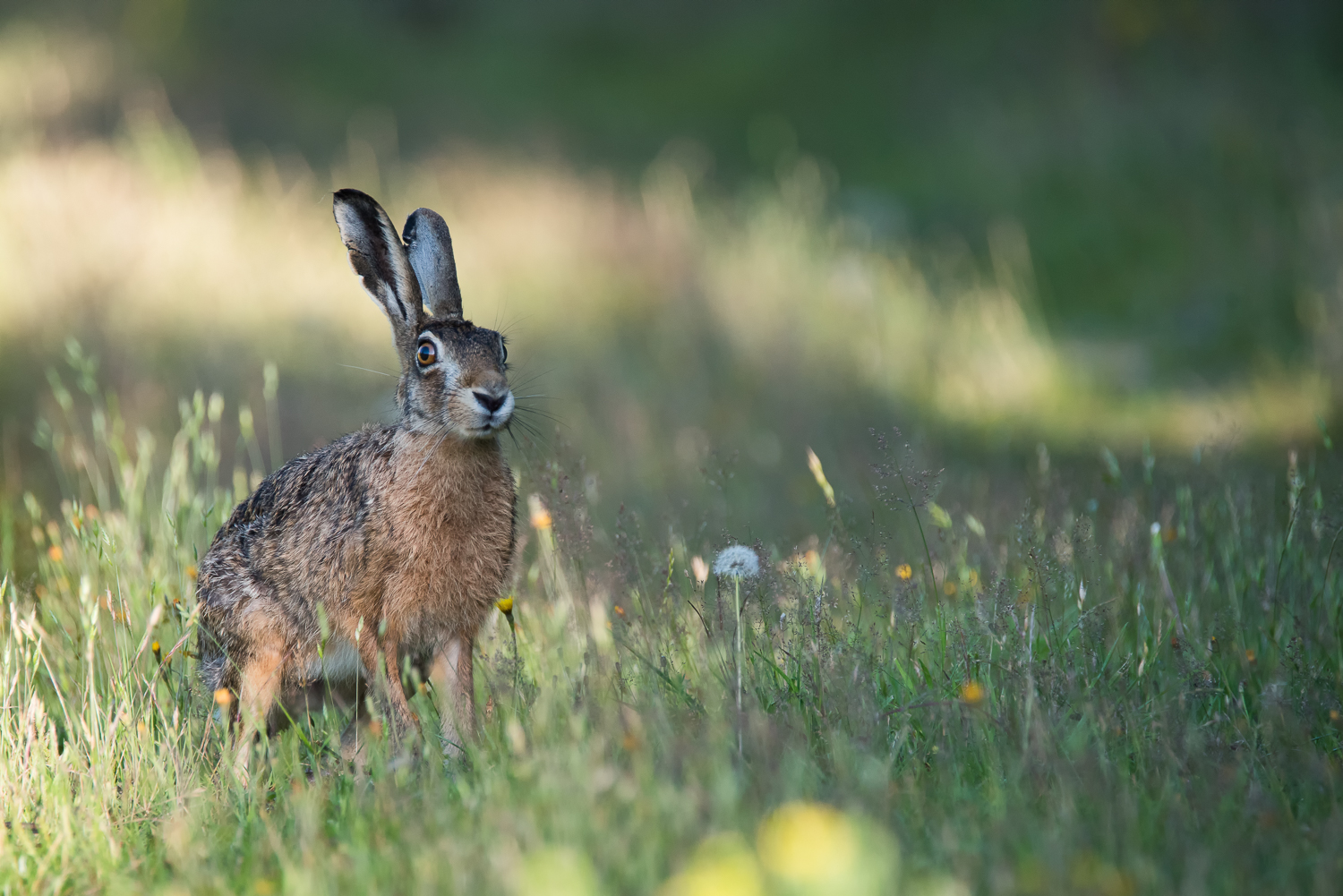 Hase im Gras