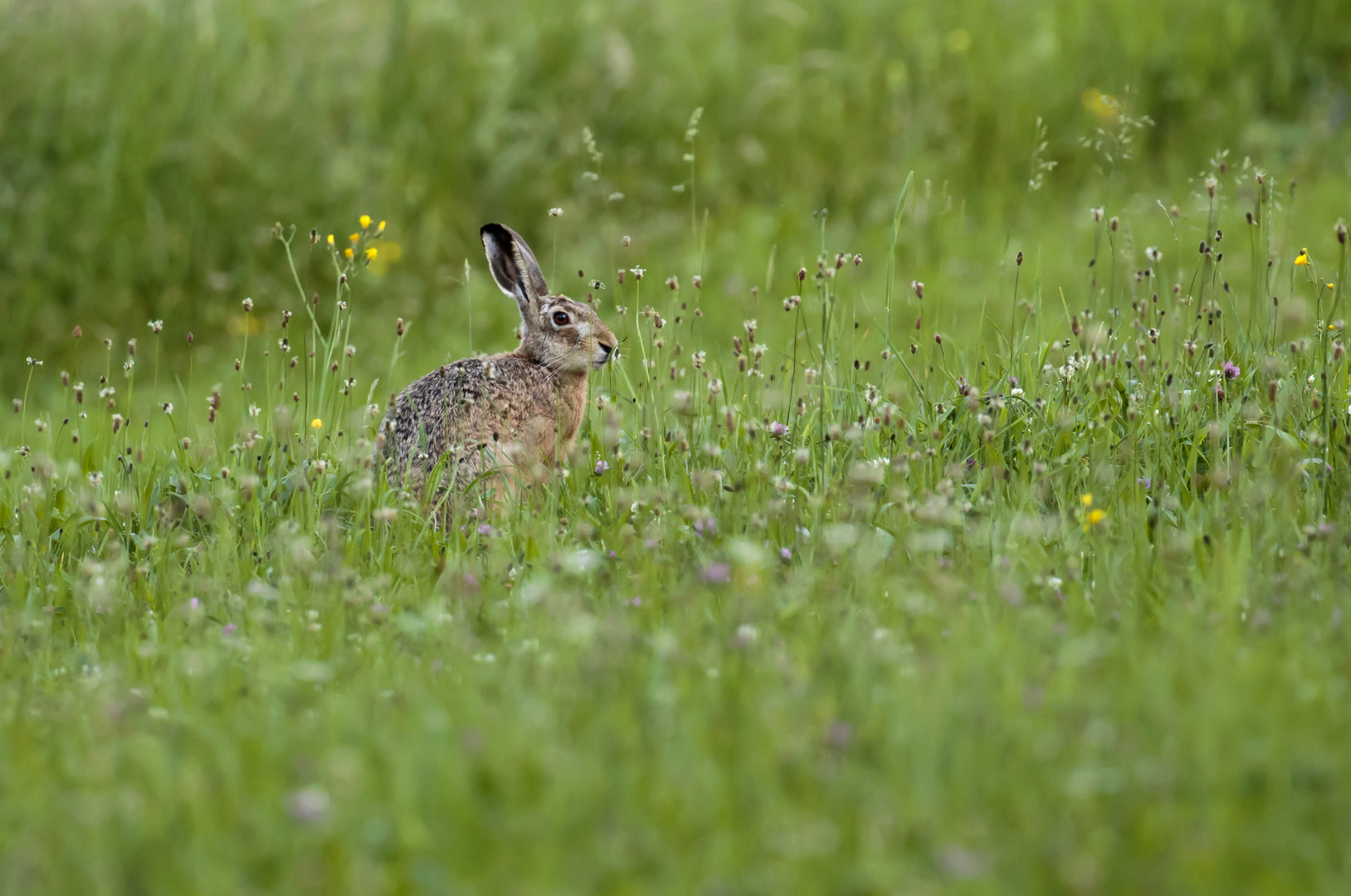 Hase im Grase