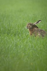 Hase im Grün ._.