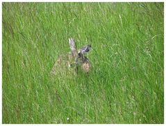 Hase im Grünen