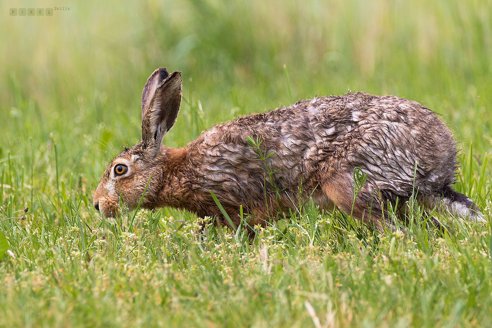 Hase im Grünen