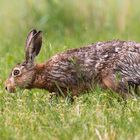 Hase im Grünen