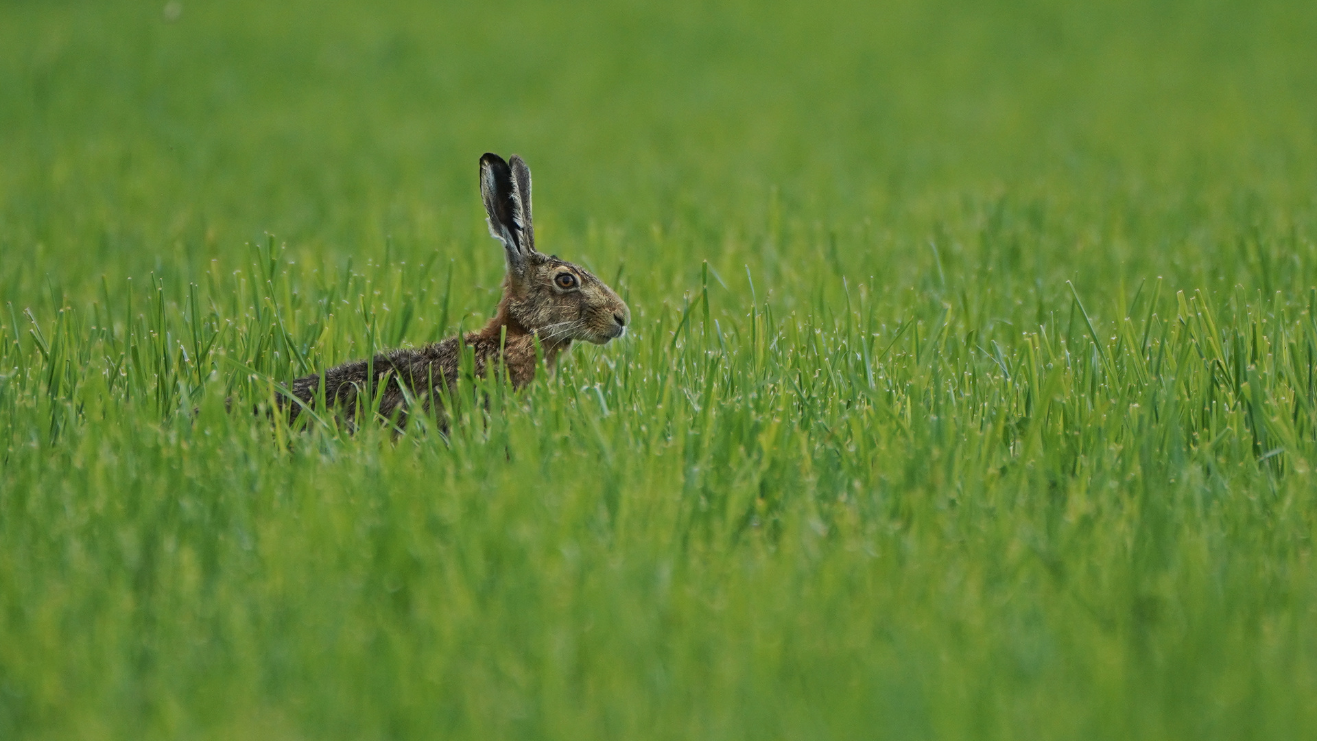 Hase im Grünen