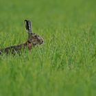 Hase im Grünen