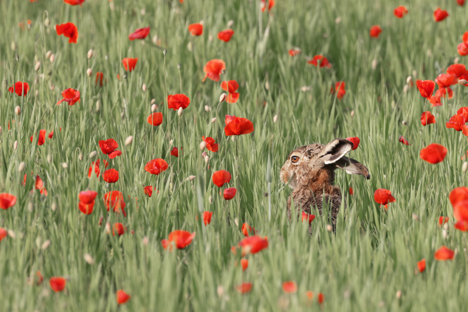 Hase im Klatschmohnfeld