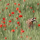 Hase im Klatschmohnfeld