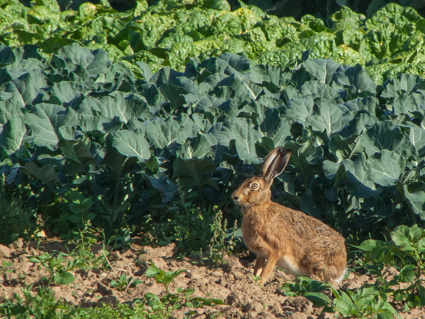 Hase im Kohlfeld