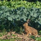 Hase im Kohlfeld