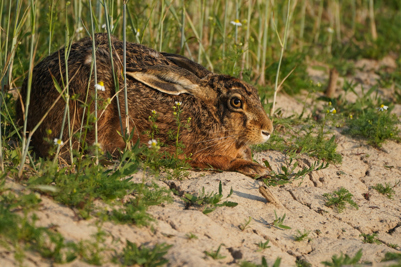 Hase im Kornfeld