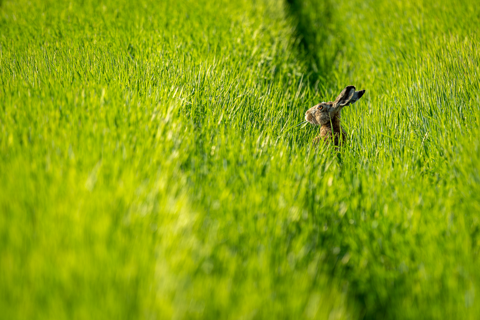 Hase im Kornfeld