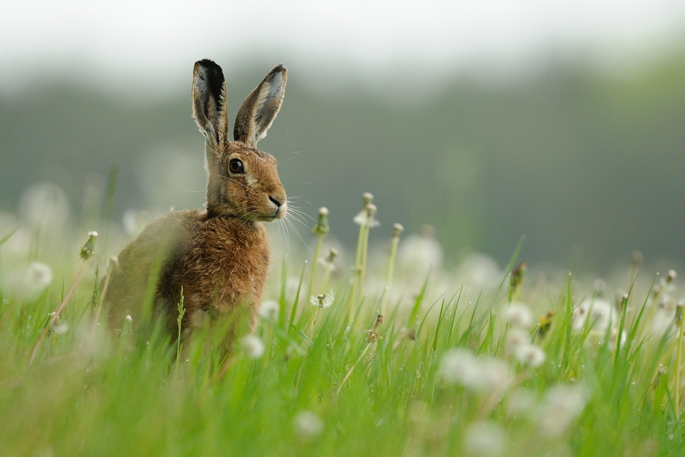 Hase im Löwenzahnfeld