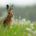 Hase im Löwenzahnfeld