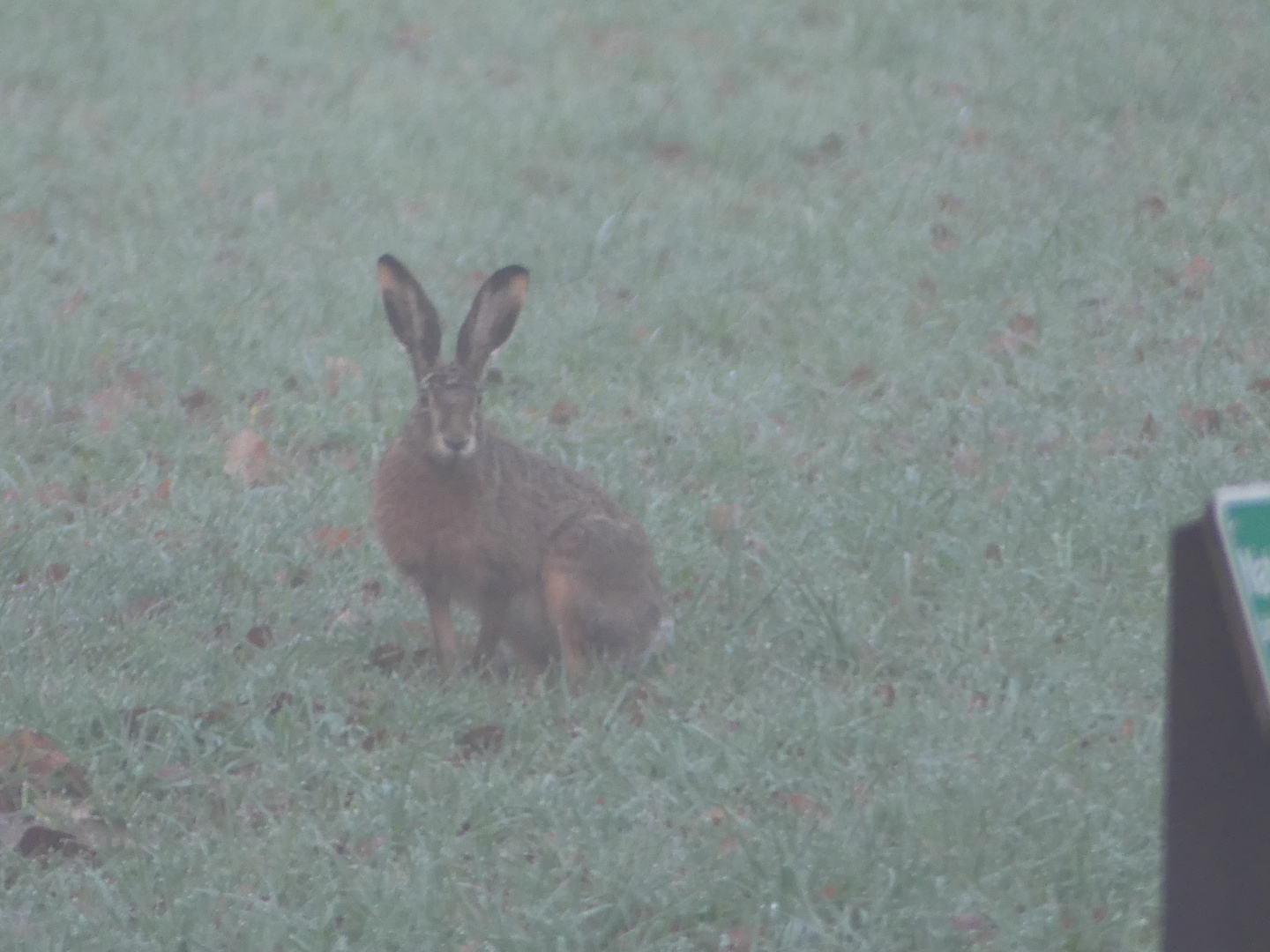 Hase im Morgen Nebel