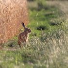 Hase im Morgenlicht