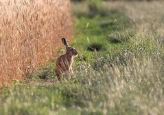 Hase im Morgenlicht