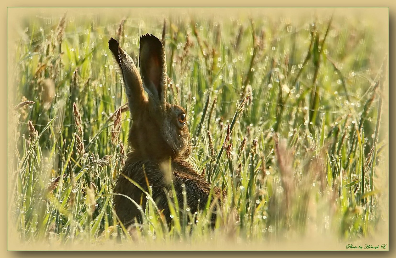 Hase im Morgenlicht