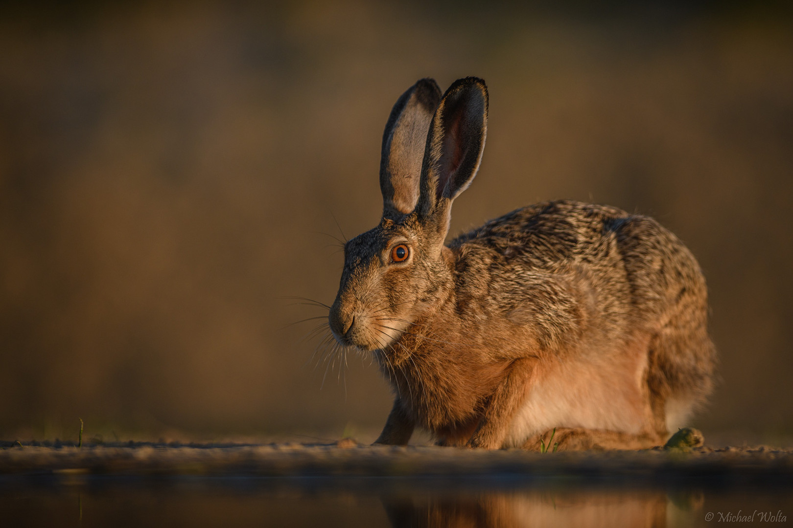 Hase im Morgenlicht