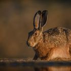 Hase im Morgenlicht