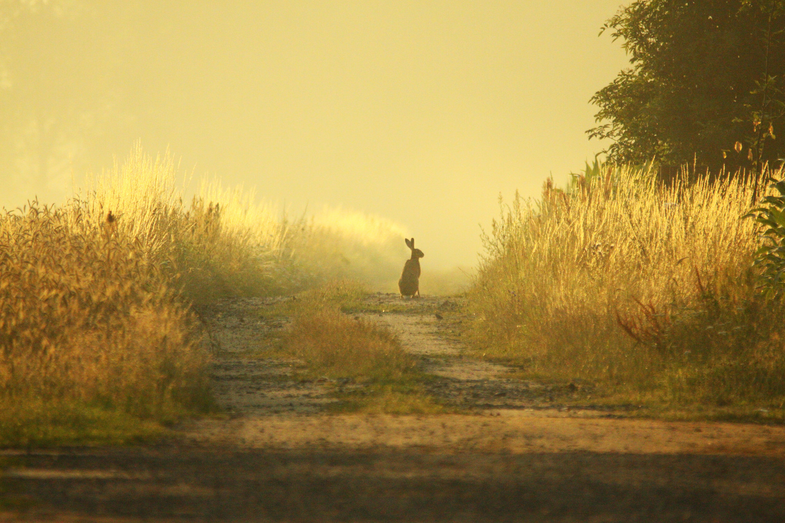 Hase im Morgennebel