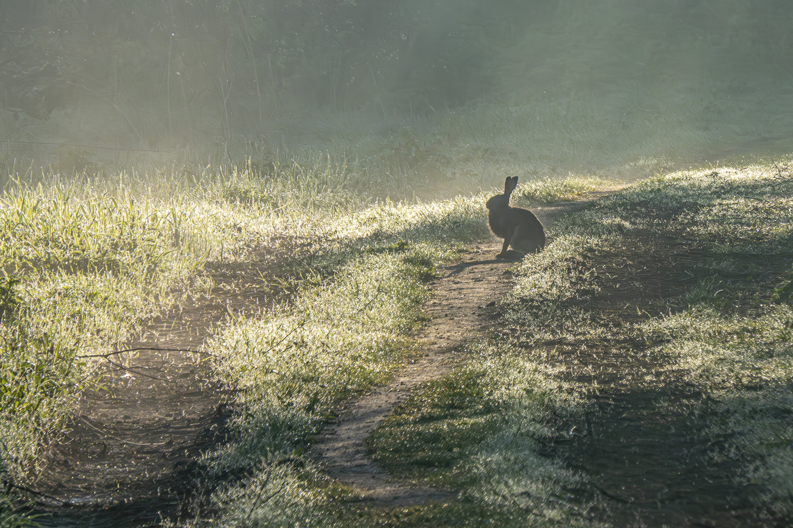   Hase im Nebel 