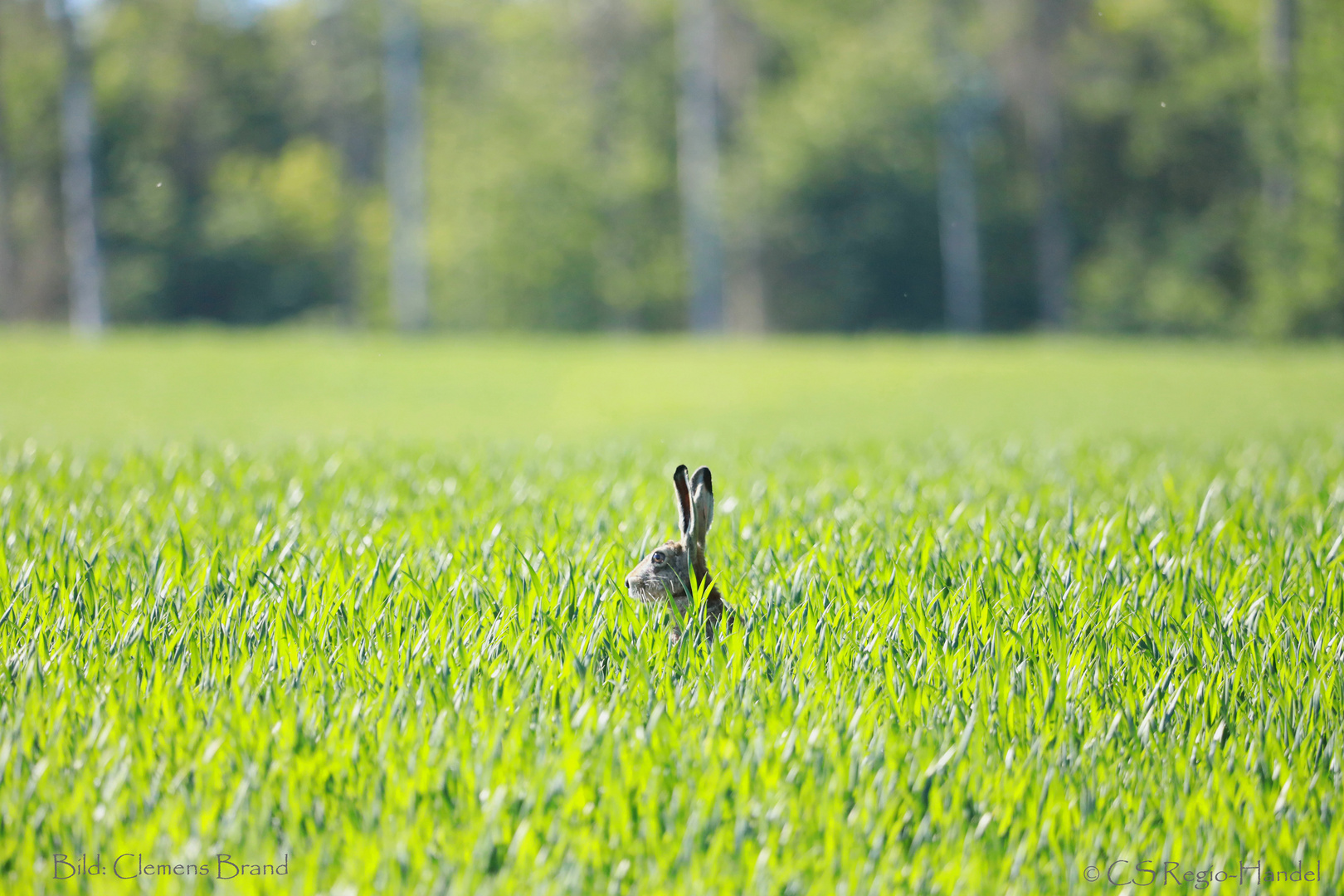 Hase im Pfeffer"Korn"