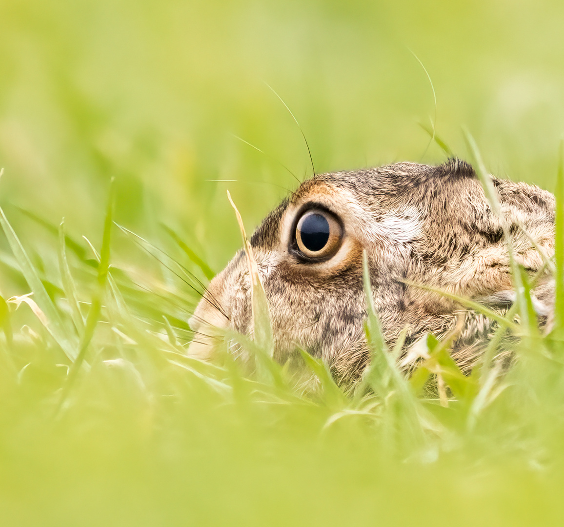 Hase im Portrait 