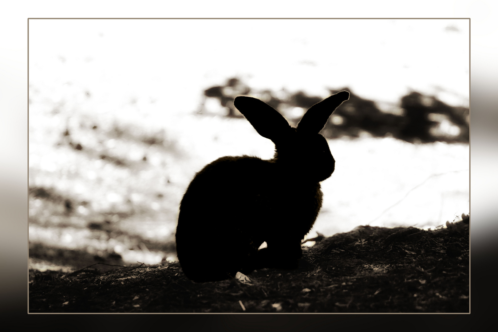 Hase im Schatten