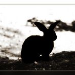 Hase im Schatten