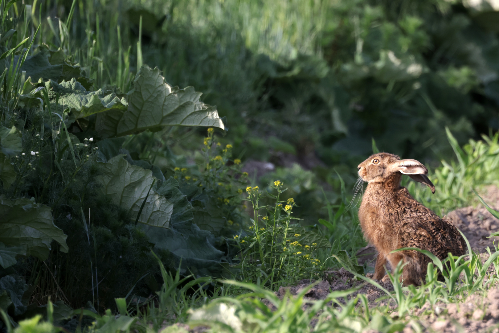 Hase im Schlaraffenland