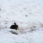 Hase im Schnee 2009 auf Norderney