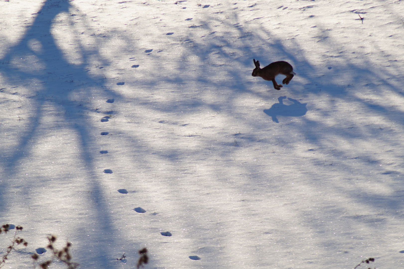 Hase im Schnee