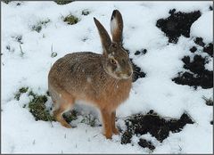 Hase im Schnee