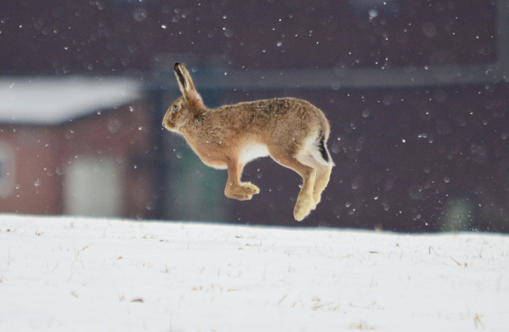 Hase im Schnee auf der Flucht