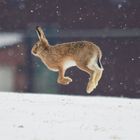 Hase im Schnee auf der Flucht