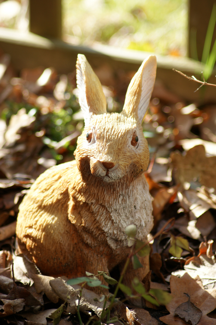 Hase im Sonnenlicht