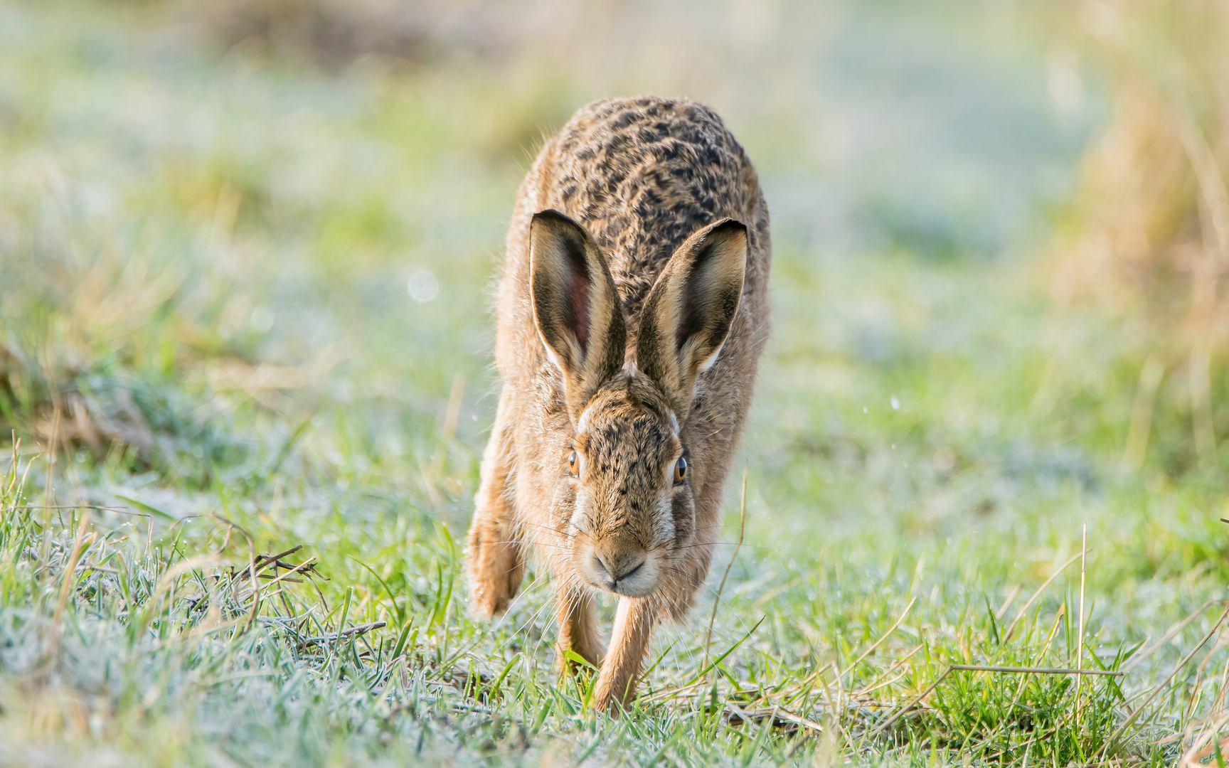 Hase im Sprint