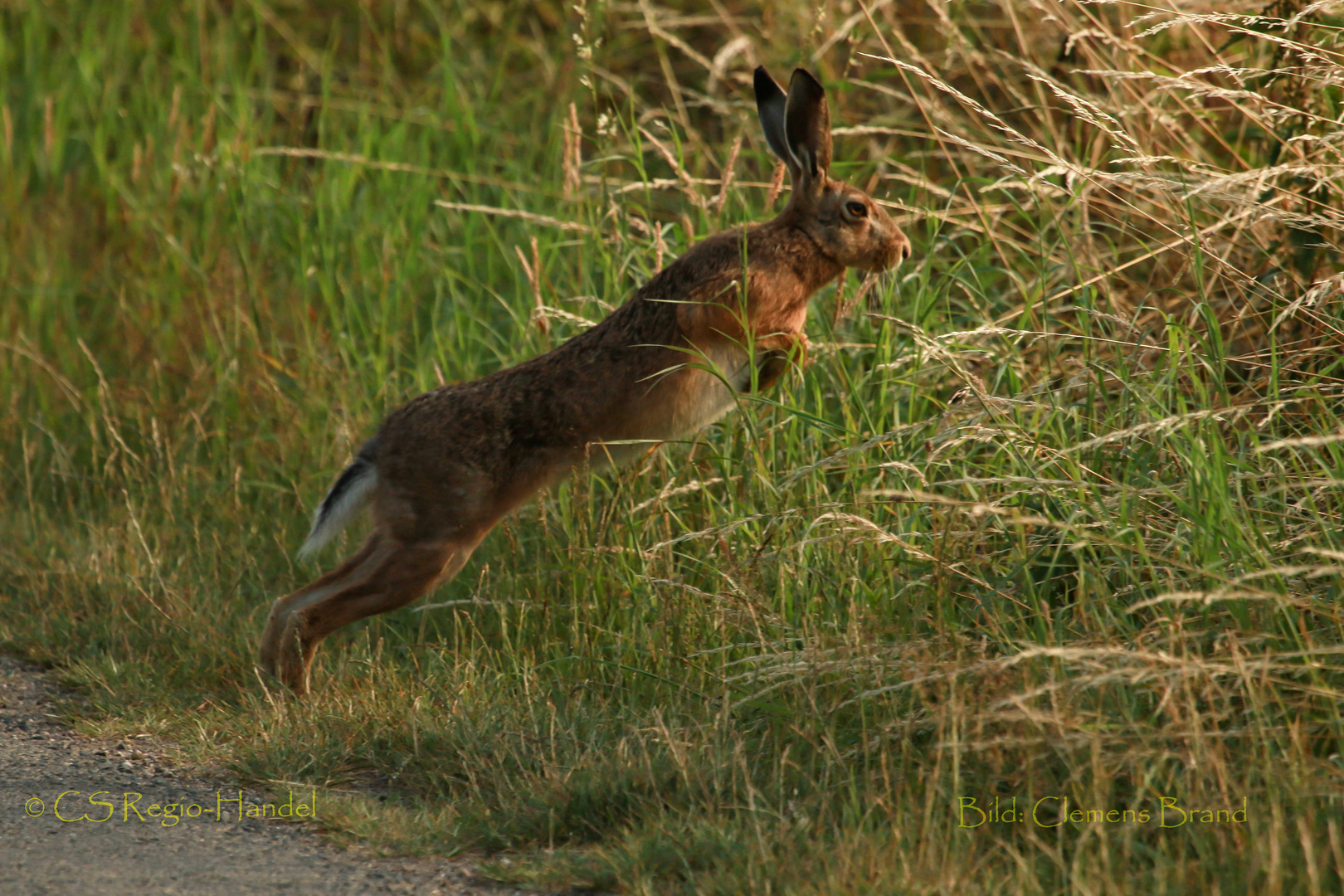 Hase im Sprung 