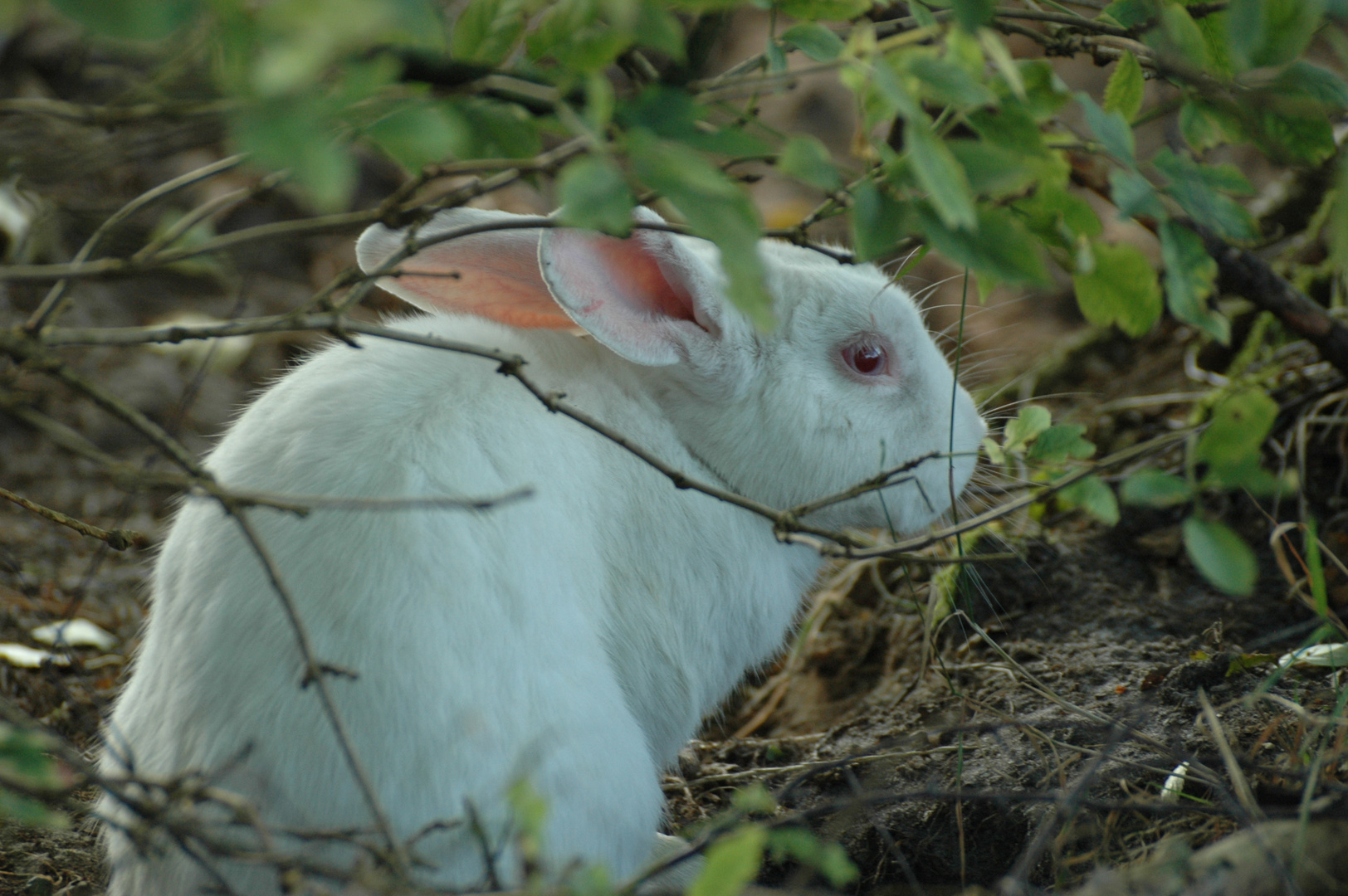 Hase im Unterholz