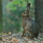 Hase im Wald