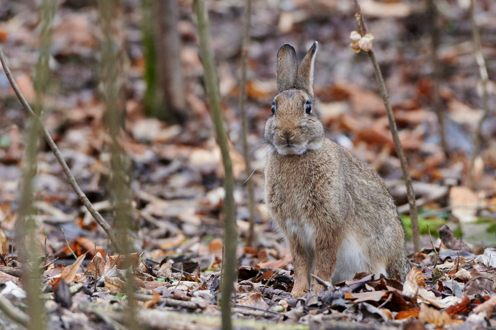 Hase im Wald