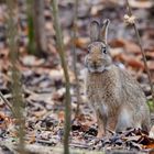 Hase im Wald