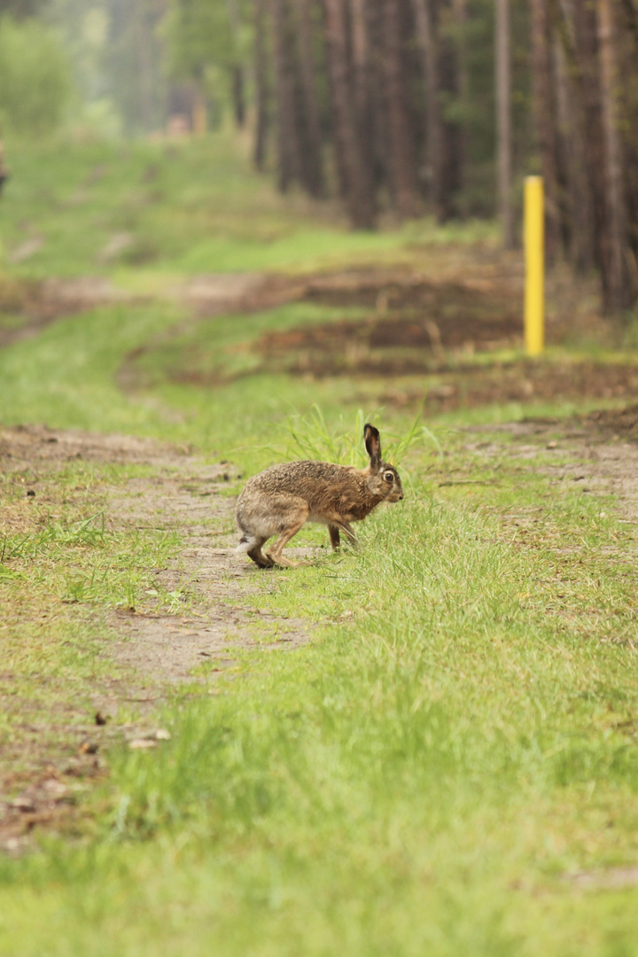 Hase im Wald